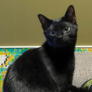 Colony Park Animal Hospital & Three Oaks Friends
